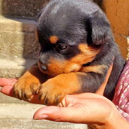 ROTTWEILER,machos,en 350 USD o equivalente,TENGO MENSAJERÍA,tienen 40 días y están desparacitados - Img 56949568