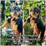 Cachorros Rotwailer - Img 57103389