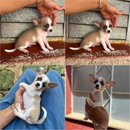 SHIHUAHUA,macho,en 130 USD o equivalente,TENGO MENSAJERÍA,tiene 80 días y ESTÁ VACUNADO y desparacitado. - Img 55637577