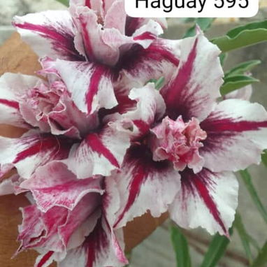 Adenium - 10/10
