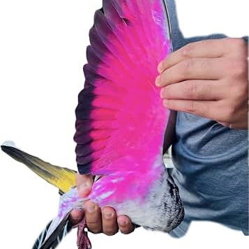 \\\ PINTURAS PARA PALOMOS ORIGINALES 58890782 - 2/2