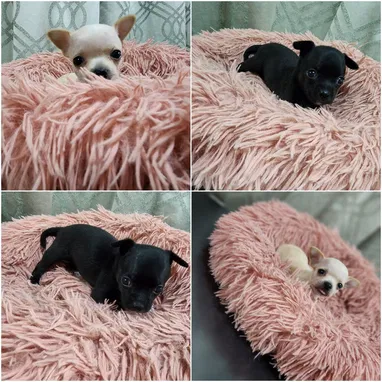 馃惗 CACHORROS DE RAZAS CON GARANT脥A Y CONFIANZA BETTY MASCOTAS WHATSAPP 52506841 馃惗 - Img 123757515