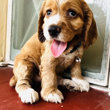 🥰 COCKER SPANIELS 🥰 - Img 125035847
