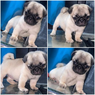 🐾 VARIEDAD DE RAZAS DISPONIBLES WHATSAPP 58746643 🐾 - 7/10