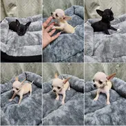 💜💜💜* 🐶 CHIHUAHUAS HEMBRAS MINI   WHATSAPP 58746643 *💜💜💜. - Img 54509151