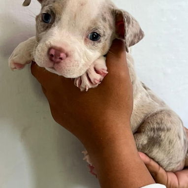 Bellos cachorros de american bully pocket - 2/3