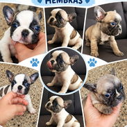 ((( BULLDOG FRANCÉS HEMBRAS EN VENTA BETTY MASCOTAS WHATSAPP 52506841 )))) - Img 53265877