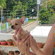 Cachorro CHIHUAHUA DISPONIBLE 💙💙♂️♂️ - Img 56006906