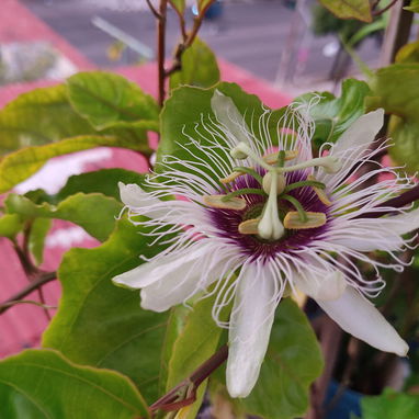 Plantas medicinales, aromáticas, frutales, vegetales, ornamentales y otras variedades. - 2/5