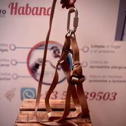 Pecheras para todas las razas y tamaños - Img 55475869
