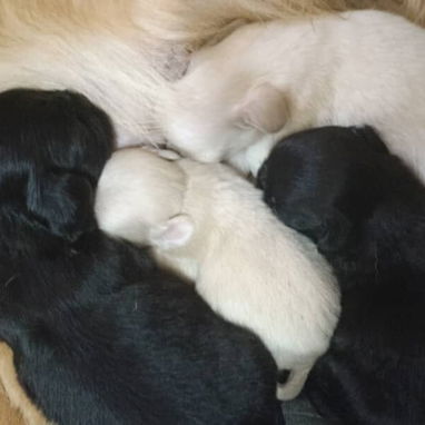 Chihuahuas .pequines.cocker.pitbull.pastores alemanes. Chow chow.ect todo tipo de perros pura razas - Img 114056554