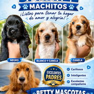 🐶 COCKER SPANIEL MACHITOS DISPONIBLES 🐶 What'sApp 52506841 . - Img 56479553