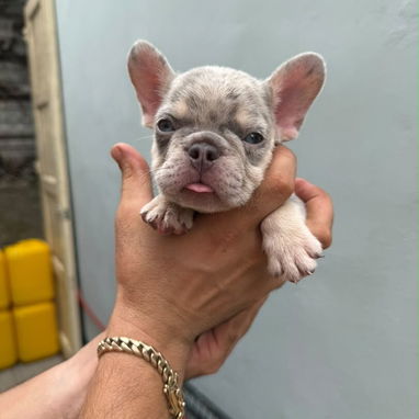 Frenchie - Img 125559643