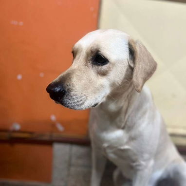 Labradores varones 180 usd con sus 2 pentavalentes puestas certificado garantizado - Img 115823159