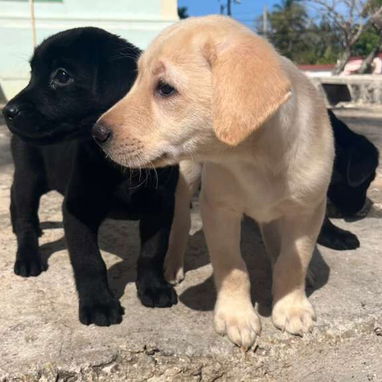 Labradores varones 180 usd con sus 2 pentavalentes puestas certificado garantizado - Img 115823158