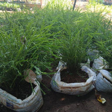 Servicio de jardinería 👩🏼‍🌾 - 8/10