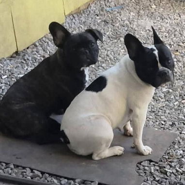 Cachorros Burdog Francés - 3/3