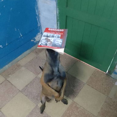 Adiestramiento canino - Img 118693997