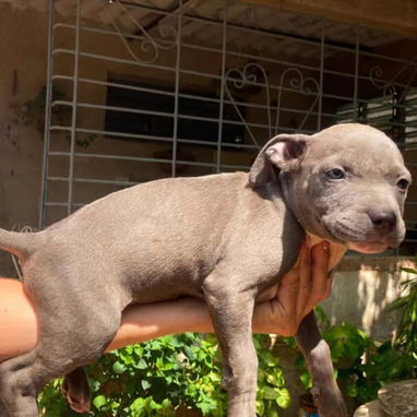 PITBULL hembras CON PADRE BULLY Y MADRE PITBULL,en 200 USD o equivalente,TENGO MENSAJERÍA,tienen 55 días y desparacitada - 2/10