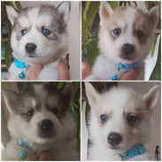 (((( HUSKY SIBERIANO AMBOS SEXOS BETTY MASCOTAS WHATSAPP 52506841 )))) - Img 54472491