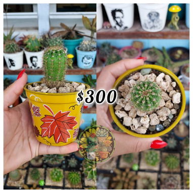 Cactus y suculentas en macetas decoradas a mano - 9/10