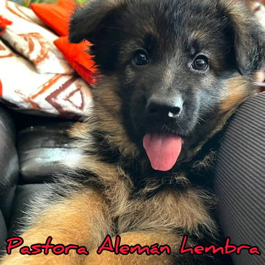 Variedades de cachorros de raza 😍 - Img 118966245