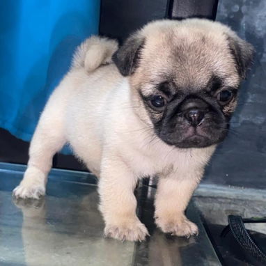 🐾✨ PUG HEMBRITA EN BUSCA DE SU NUEVO HOGAR WHATSAPP 58746643✨🐾 - 4/10