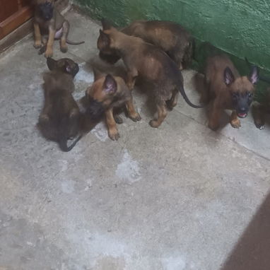 CACHORROS BELGA MALINOIS - Img 124160508