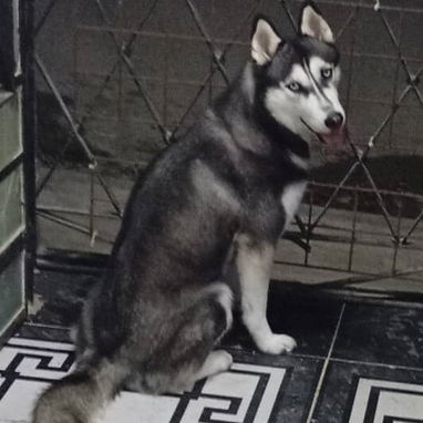 HUSKY SIBERIANO,macho,en 200 USD o equivalente,TENGO MENSAJERÍA,de 58 días,desparacitado,SE ENTREGA CON HISTORIA CLÍNICA - 4/5
