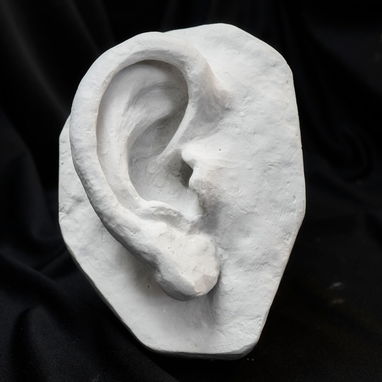 Cráneo de yeso para estudio de anatomía - 5/5