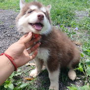 HUSKY SIBERIANO,ambos sexos,en 170 USD o equivalente,TENGO MENSAJERÍA,tienen 70 días y están desparacitados - Img 56298963