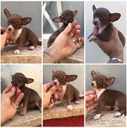 <<< Chihuahua, cachorros de ambos sexos en venta. 52506841 76930613 BETTY MASCOTAS >>> - Img 45781003