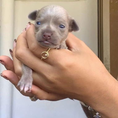 Perros chihuahuas - 2/2
