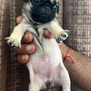 PUG CARLINO,ambos sexos,en 300 USD o equivalente en moneda nacional,TENGO MENSAJERÍA,tienen 42 días y están desparacitad - Img 57720322