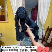 Hermosas cachorras de cocker spaniel hembrass - Img 55616661