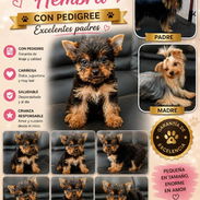 (((( YORKSHIRE TERRIER CON PEDIGREE HEMBRITA BETTY MASCOTAS WHATSAPP 52506841 )))) - Img 56014462