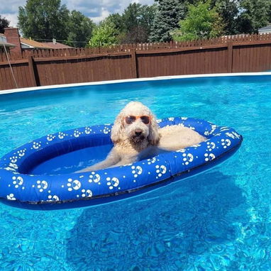 Flotador /piscina para perros, flotadores inflables para perros, flotadores de piscina para perros, flotadores de piscin - Img 87833622