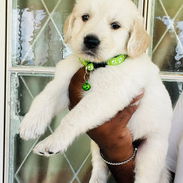 HERMOSOS GOLDEN RETRIEVER MACHO - Img 56048755