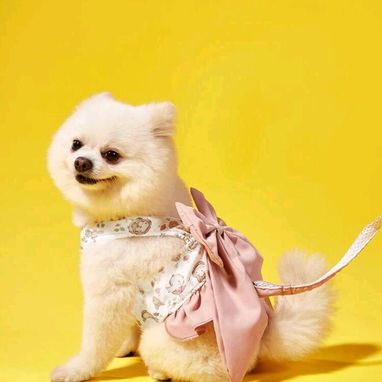 Productos para mascotas - Img 119748034