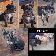 ((( BULLDOG FRANCÉS MACHO VACUNADO EXCELENTE GENÉTICA WHATSAPP 58746643 ))) - Img 55180081