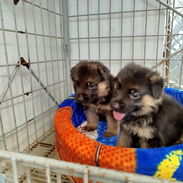 Toda la alegría que necesita tu hogar está aquí solo llame al 53818081 - Img 56088261