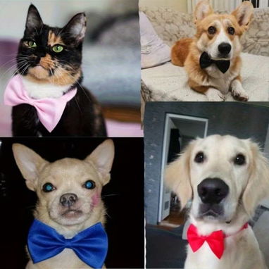 Pajarita Ajustable para Mascotas / Diversos Colores - 3/4