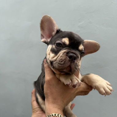 Cachorro bulldog francés - Img 125477494