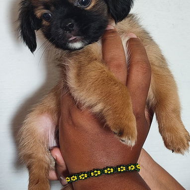 Cachorros Pequines - 2/3