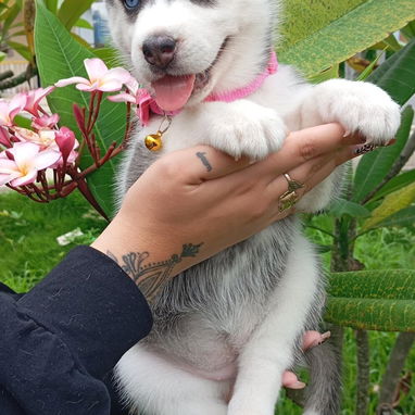 馃惗 CACHORROS DE RAZAS CON GARANT脥A Y CONFIANZA BETTY MASCOTAS WHATSAPP 52506841 馃惗 - Img 123757279