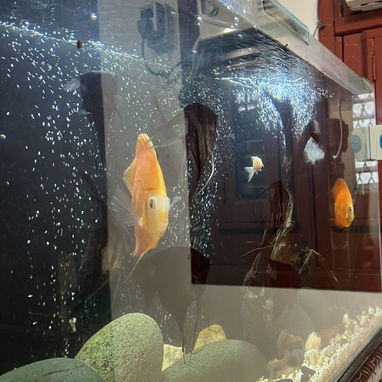 Se vende pecera grande de 190 litros en 250 USD - 4/10