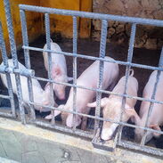 Venta de cerdos - Img 45448338