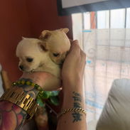 Chihuahua - Img 56399009