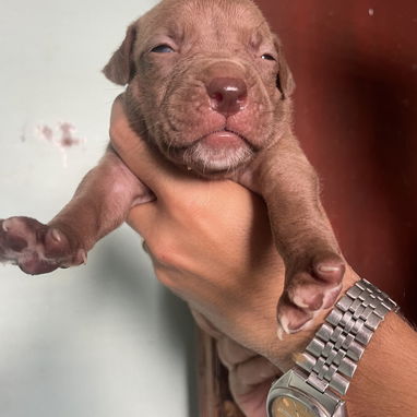 Pitbull - Img 124153336