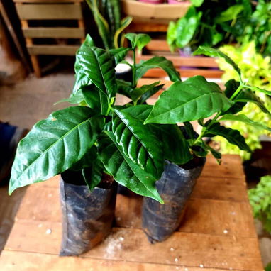 ¡De la planta a la mesa! 🌱 - Img 122012863